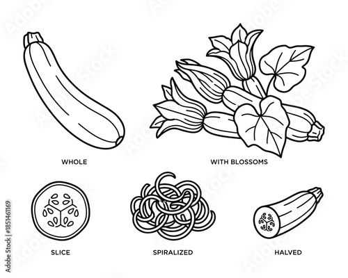 Zucchini vegetable in whole, halved, spiralized, sliced, and with blossoms in vector line art.