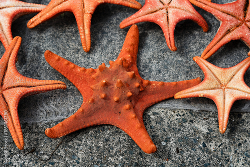 Details and textures of starfish