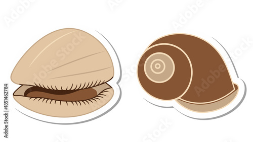 Vector Illustration of Seashells: Clam and Snail Shell