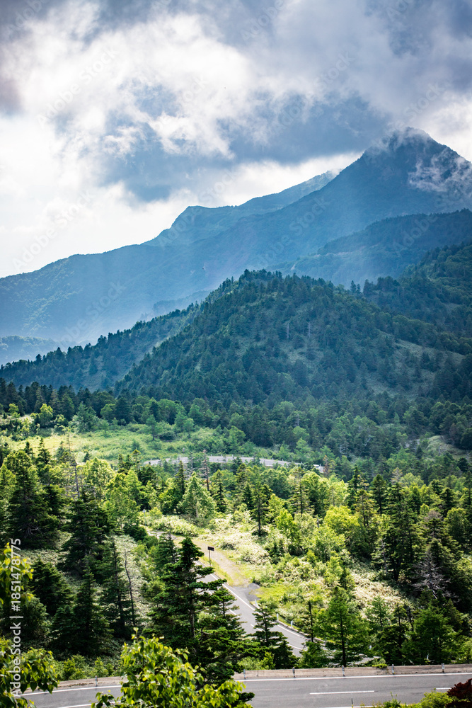 Naklejka premium Sunlight Filtering Through Misty Mountain Forest, Nagano, Japan