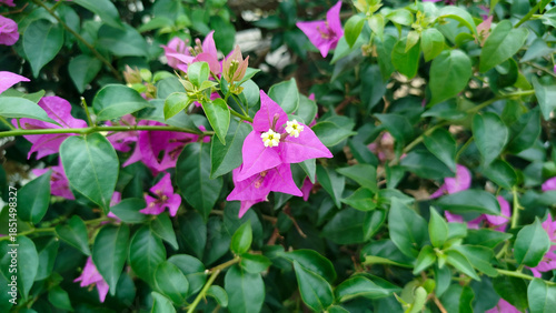 Close-up of purple bougainvillea flowers