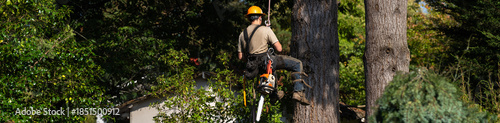 Fotografija Logger repelling with a rope down a large mature Douglass fir tree with chainsaw