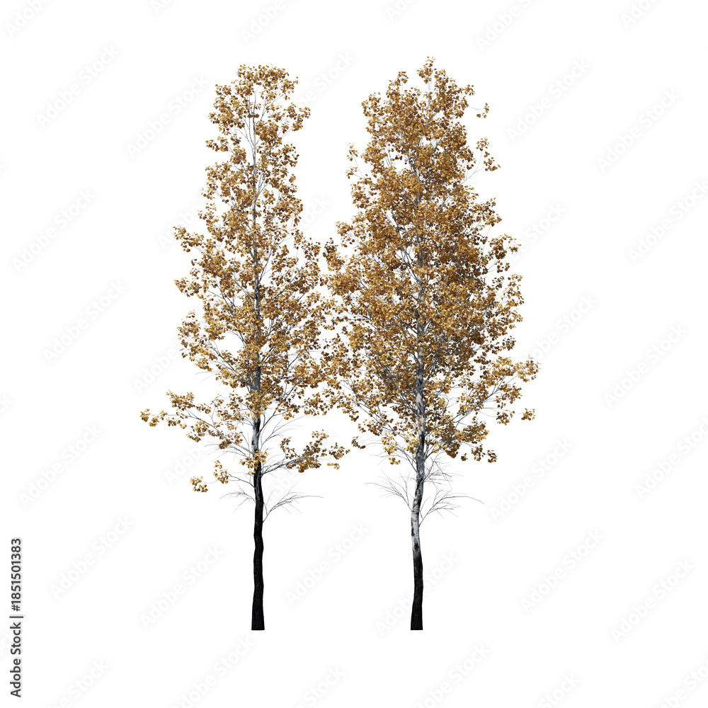 Fototapeta premium Populus Tremuloides Quaking Aspen Fall Tree 3D Model