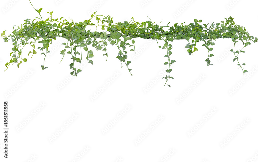 Obraz premium Hanging Green Vine Plant Isolated on Transparent Background