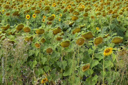 Wallpaper Mural ripening sunflower heads (Latin: Helianthus) in a farmer's field Torontodigital.ca