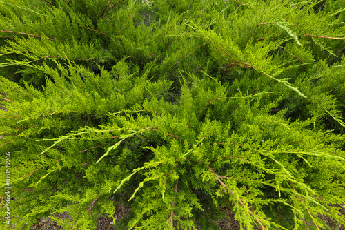 Wallpaper Mural Bright green branches of Cossack juniper (lat. Juniperus sabina) are used for landscaping the park Torontodigital.ca