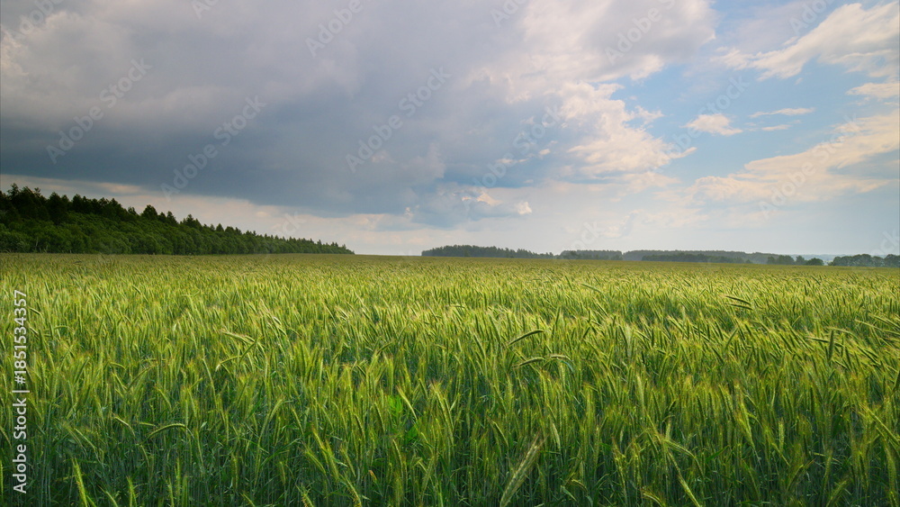 Fototapeta premium Lush Green Fields Spread Out Under a Dramatic Sky Filled with Rich, Fluffy Clouds Above