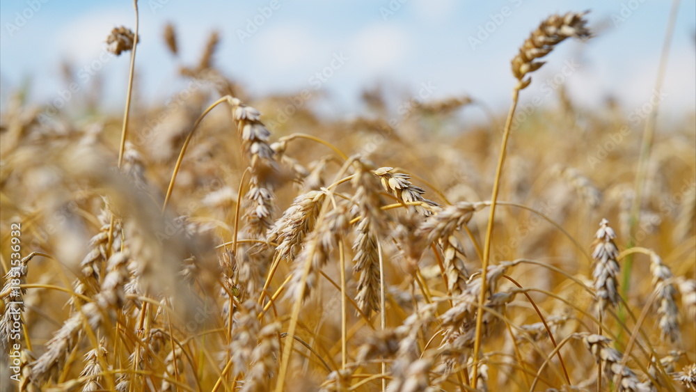 Fototapeta premium A Beautiful Golden Wheat Field Extending Under a Bright, Clear Sky During Summer Days