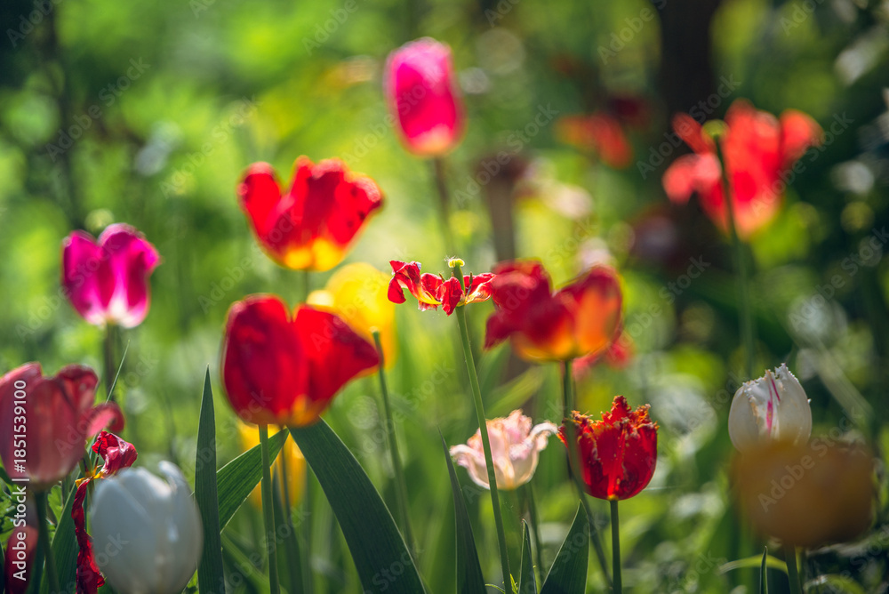 Fototapeta premium Tulip