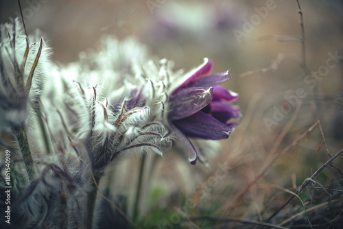 Bild auf Leinwand Wild flowers