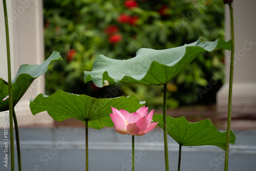 A lotus pond in the garden