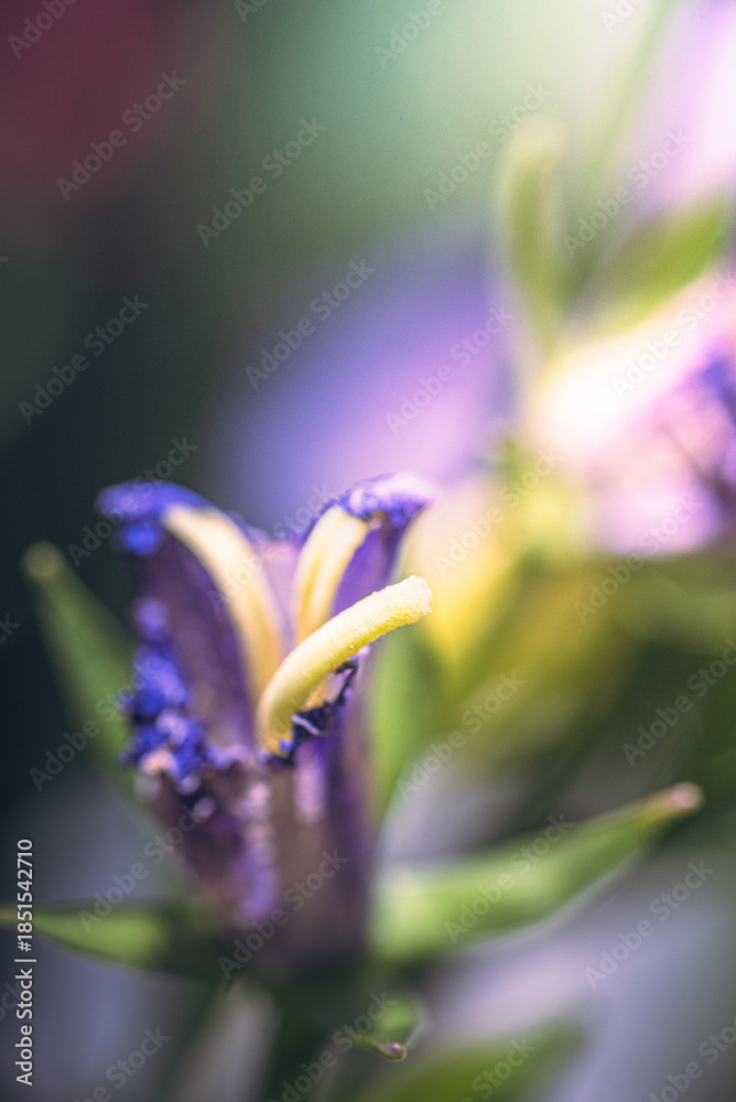 Obraz premium Garden flower