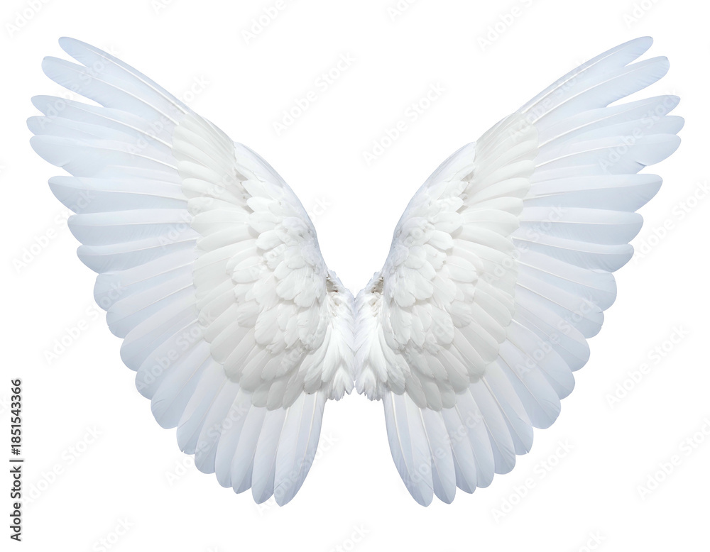 Fototapeta premium Feathered white wings, spread wide against a dark background