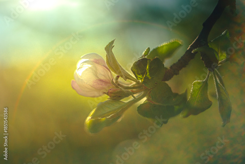 Cuadro en lienzo Wild flowers