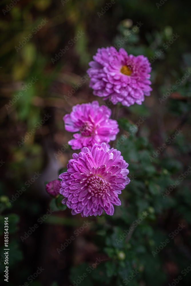 Obraz premium Garden flower