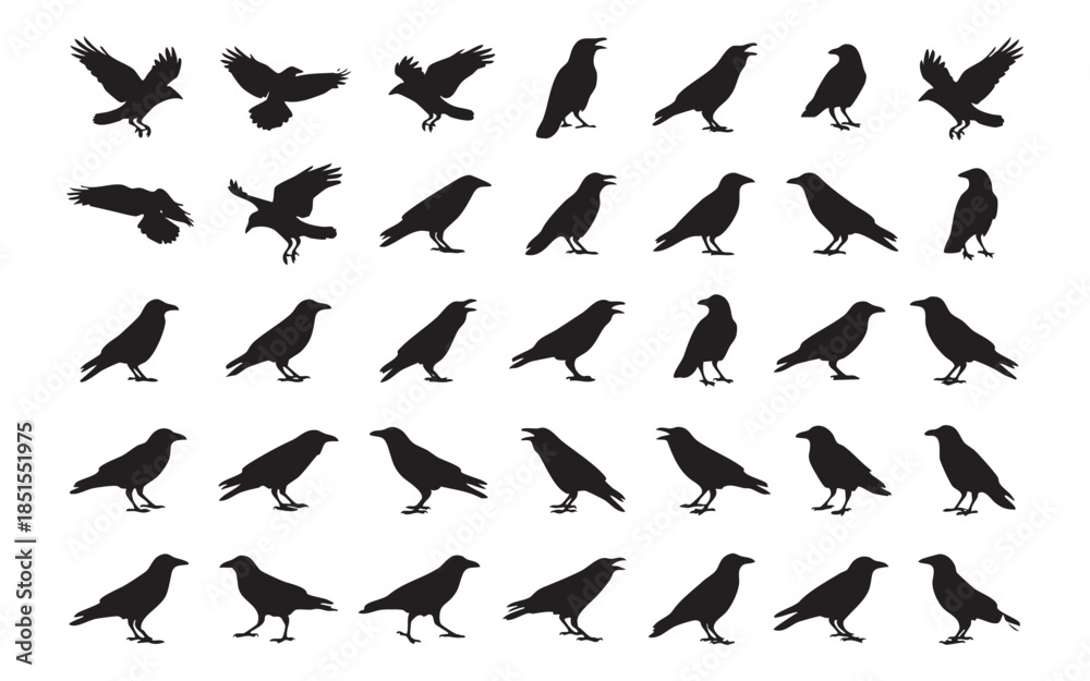 Obraz premium Raven Crow Bird Silhouettes