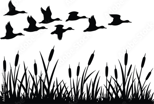 Flying ducks silhouettes over reed grass marsh, wildlife nature scene, birds migration concept, black shapes isolated on white background