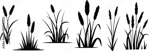 Black wheat grass silhouette set, botanical wild plants, minimal nature elements, vector style illustration, agriculture field design isolated white background