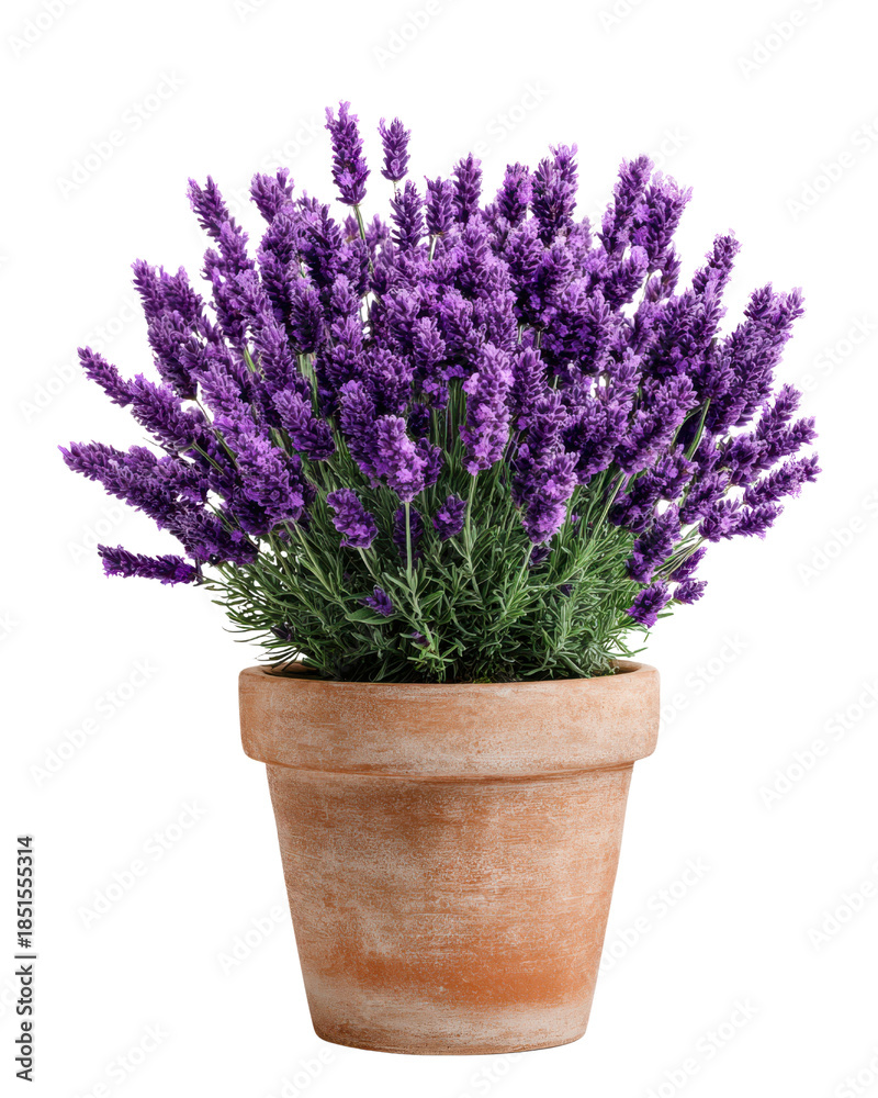 Obraz premium Potted Lavender Plant With Purple Flowers And Green Leaves On Black Background graphic design, Isolated, Png Transparent Background