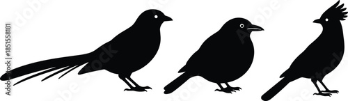 Bird silhouette collection, avian posture icons, flying creature shapes, ornithology vector design, cad drawing flat vector illustration