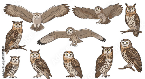 Large collection of detailed, realistic illustrations of various owl species in different poses like sitting, flying, and landing.