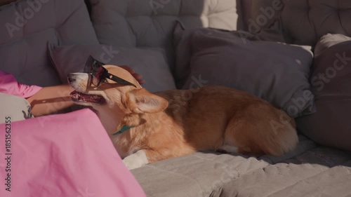 Corgi Relaxes Indoors Quietly, Quiet Resting Moment Of Corgi Dog, Calm Corgi Enjoying Peaceful Sleep Indoors, Content Corgi Peacefully Resting On Sofa After Playful Grooming Session