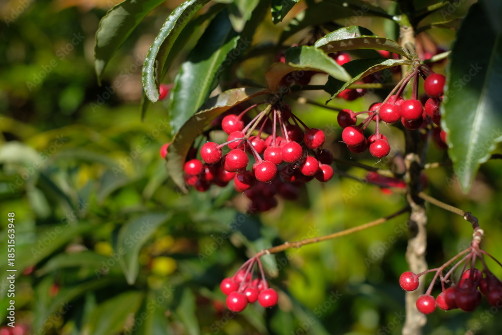Obraz premium red fruits of coral bush 