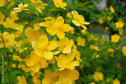 kerria, Japanese yellow rose in full blooming	

