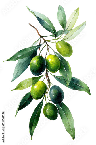 Wallpaper Mural Watercolor Painting of an Olive Branch with Green Olives on a Black Background graphic design, Isolated, Png Transparent Background Torontodigital.ca