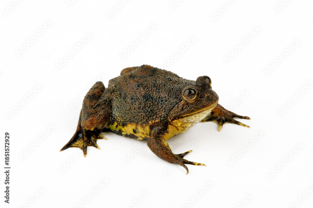 Fototapeta premium Reisfrosch, Java–Schwimmfrosch, Schwimmfrosch // Green puddle frog (Occidozyga lima)