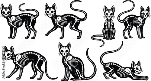Spooky cat skeleton vector set, Halloween black and white feline anatomy poses illustration for tattoo, stickers, posters, gothic decor, party design