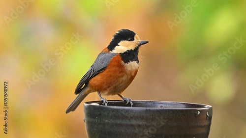 水を飲むヤマガラ