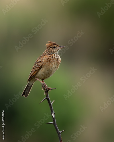 Cuadro en lienzo Rufous-naped Lark standing alert on a thorn-covered branch, showcasing its raised crest and rich reddish-brown plumage