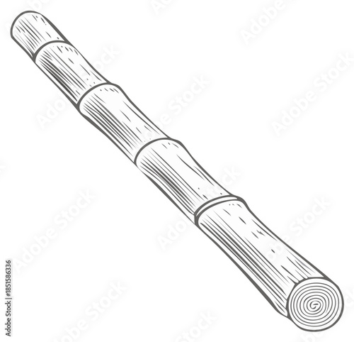 Hand Drawn Bamboo Stalk Illustration Monochrome Bamboo Plant Oriental Style Sketch