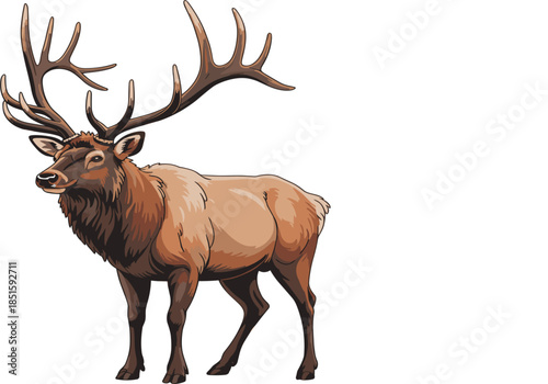 Majestic bull elk with large antlers vector illustration isolated on White background