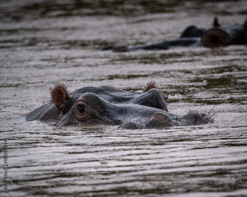 Fototapeta premium Close-up of a hippopotamus with eyes and ears just above the water surface, surrounded by raindrops hitting a muddy river. This atmospheric wildlife shot captures the calm intensity of a hippo in its