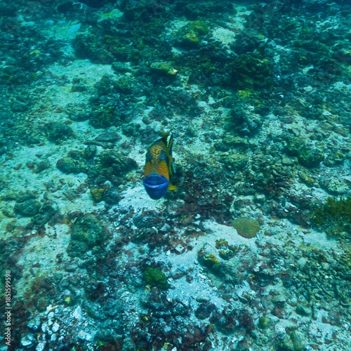 Underwater photography of Giant Titan Trigger fish. Attacking. From a  scuba dive in Thailand.