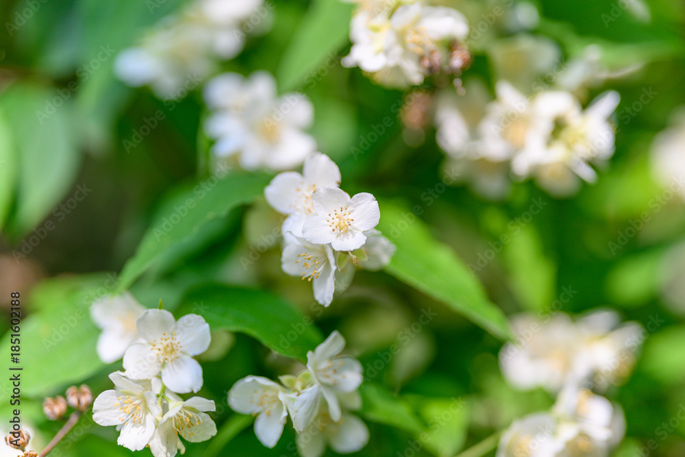 Fototapeta premium Delicate and Beautiful White Flowers Surrounded by Lush and Vibrant Greenery in Natures Embrace