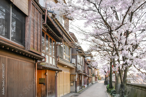 浅野川沿いの主計町茶屋街と満開の桜並木 / Kazue-machi Chaya District and Full Bloom Cherry Blossom Avenue along the Asano River