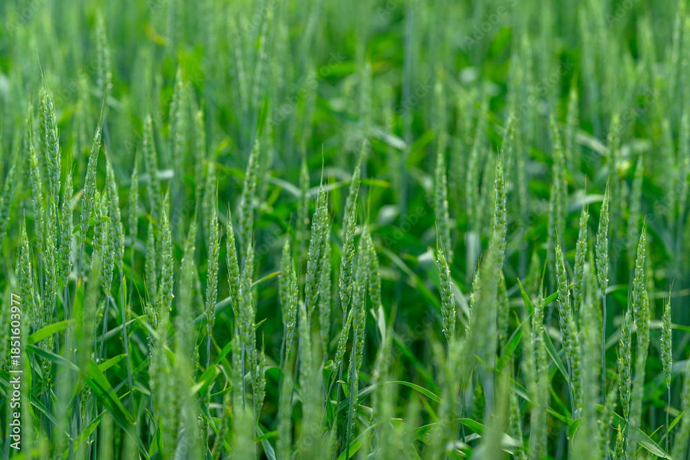 Fototapeta premium A Beautiful Lush Green Wheat Field Enhanced with Sparkling Dew Drops in the Morning Light