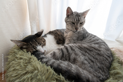 Wallpaper Mural 窓辺でくつろぐ二匹の猫	 Torontodigital.ca