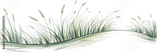 Watercolor painting of tall green grass and sand dunes on a white background reeds nature
