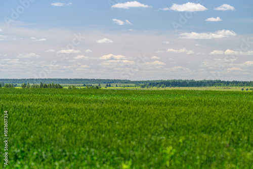 Konstfotografi Expansive Green Fields Elegantly Stretching Under a Brilliant, Bright Blue Sky S