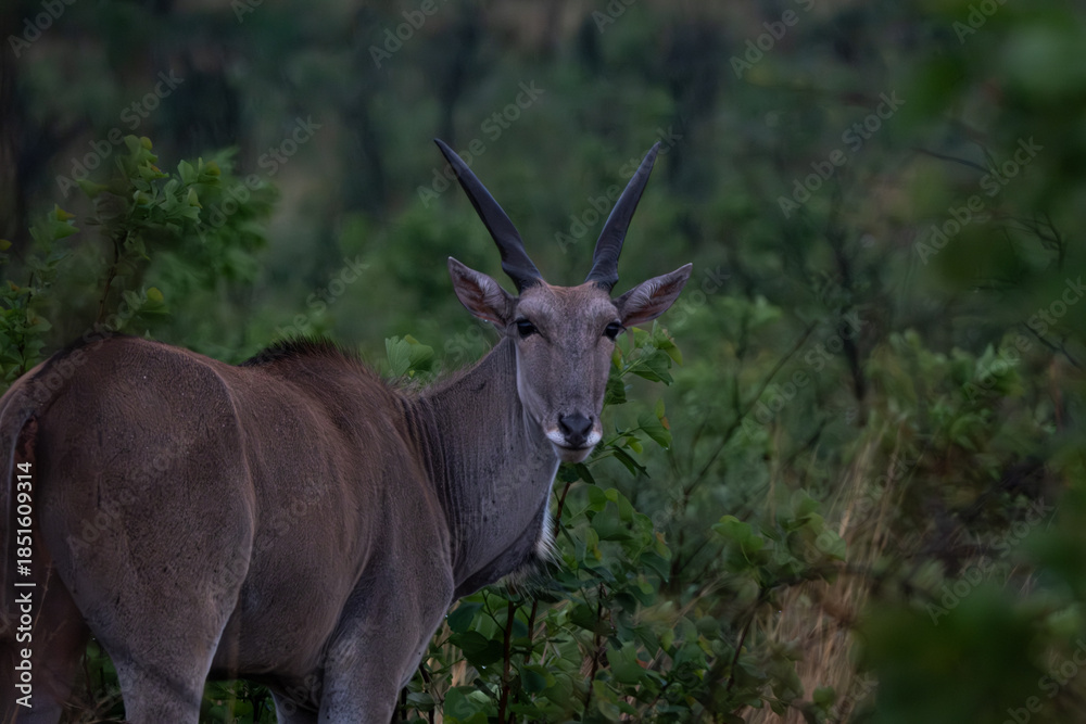Fototapeta premium Close-up of a common eland antelope standing among dense green shrubs, partially obscured by vegetation. Its distinctive spiral horns and robust frame are clearly visible, making this image ideal for