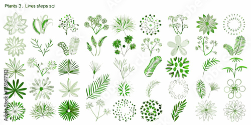 A collection of detailed botanical illustrations featuring various leafy green plants
