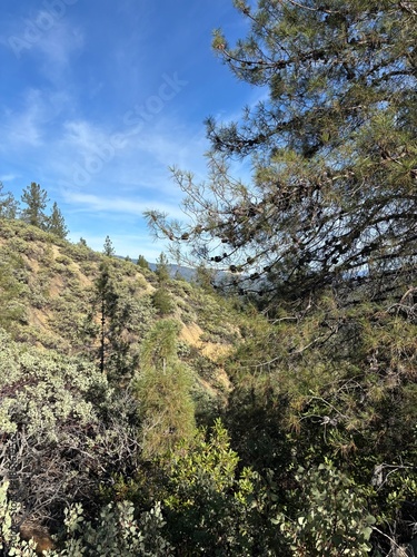 Detailed Manzanita Branch and Sky