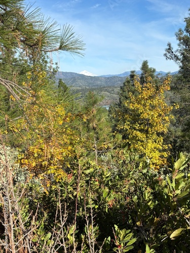 Sunlight over Mountain Forest Valley
