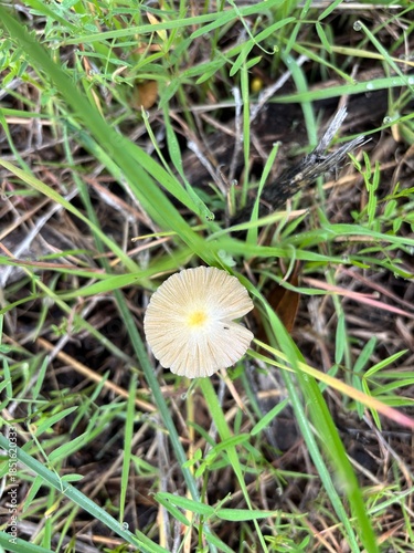 Dark Brown Conical Mushroom Detail