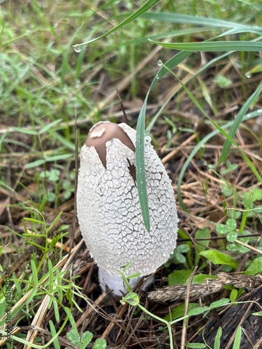 Grey Conical Mushroom in Forest