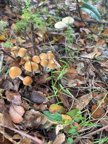 Group of Small Brown Mushrooms in Grass